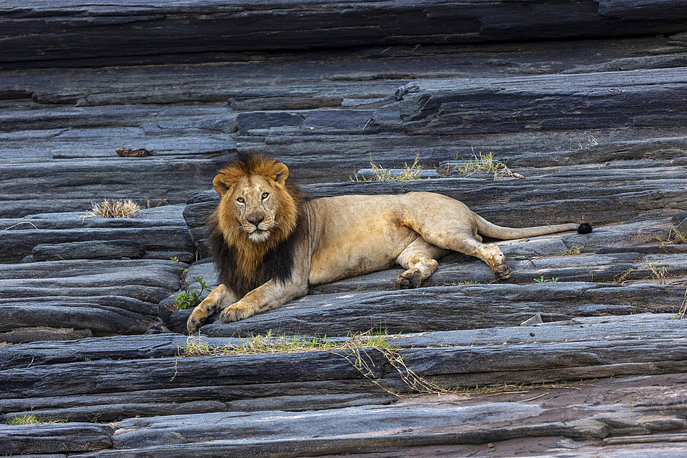 Lion (Panthera leo) male on rock, Masai Mara National Reserve, National Park, Kenya