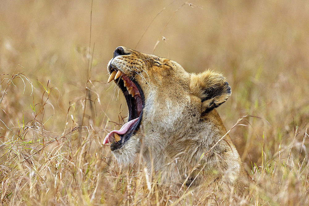 Lion (Panthera leo) lioness, yawning, Masai Mara National Reserve, National Park, Kenya