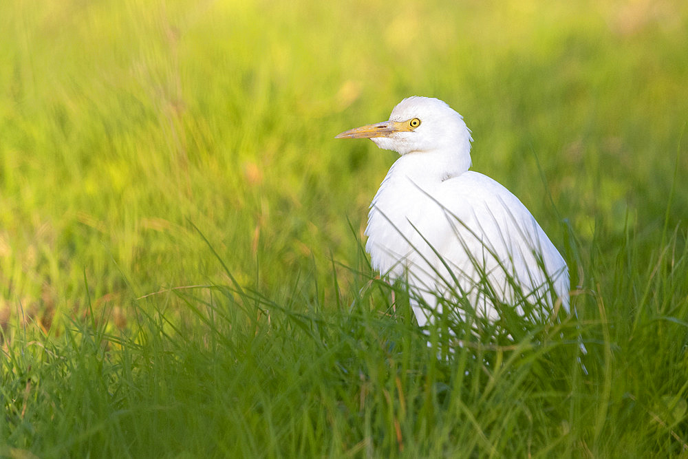 Cattle Egret (Bubulcus ibis), side view of an individual in winter plumage standing among the grass, Campania, Italy