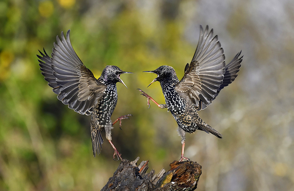 European Starling (Sturnus vulgaris) nagging, Vosges du Nord Regional Nature Park, France