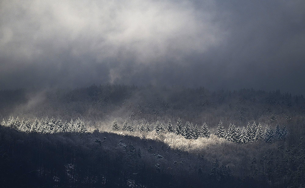 Vosges du Nord forest frosted in winter fog, Vosges du Nord Regional Nature Park, France