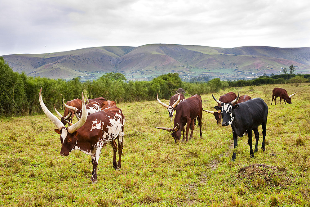 Ankole-Watusi cattle. It is an old african breed famous for its long horns often known as Cattle of Kings. In Uganda the Bahima still posess large herds of Ankole Cattle The ethnic group of the Bahima are traditional pastoralist and herdsmen like the Maasai, Masai in kenia. However they are not defiantly traditional and blend tradition with the economy of today. Afrika, East Africa, Uganda, Ankole, Mbarara