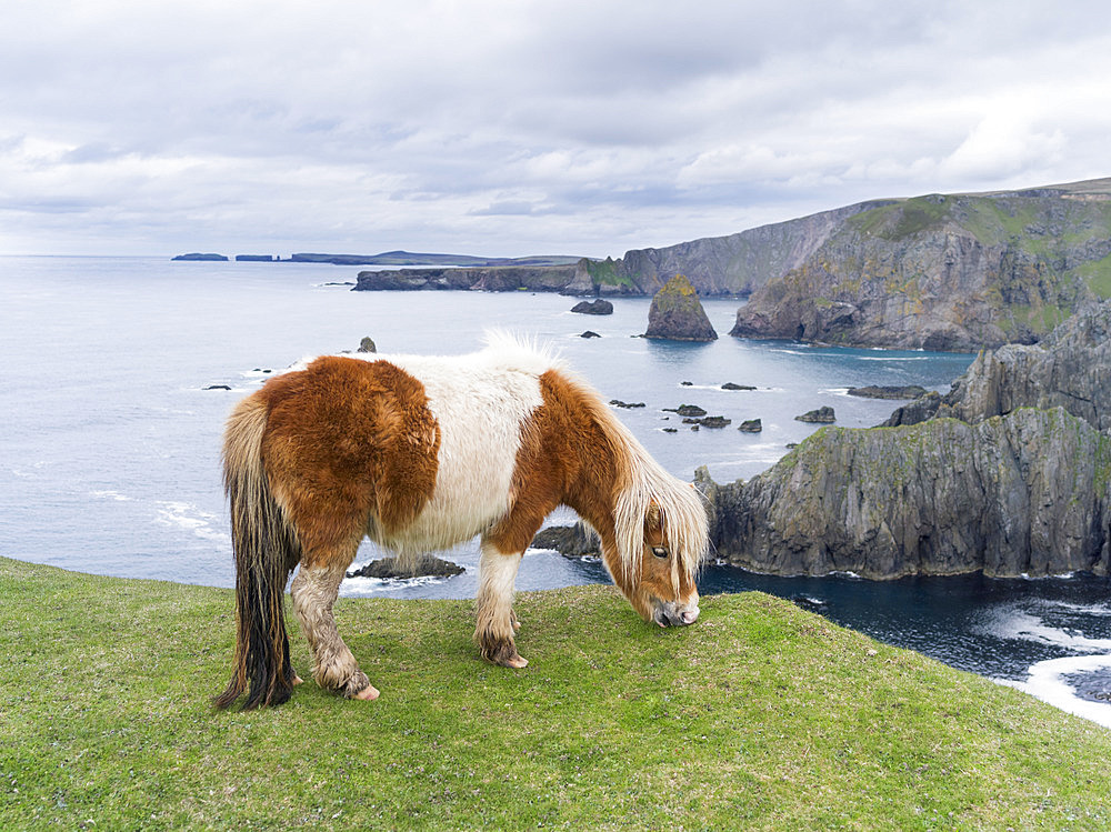 Shetland Pony on pasture near high cliffs on the Shetland Islands in Scotland. europe, central europe, northern europe, united kingdom, great britain, scotland, northern isles,shetland islands, May