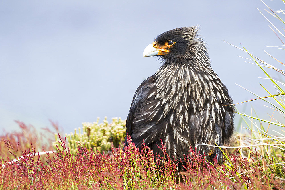 Striated Caracara (Phalcoboenus australis) or Johnny Rook, considered as very intelligent and curious, one of the rarest birds of prey in the world. South America, Falkland Islands, January