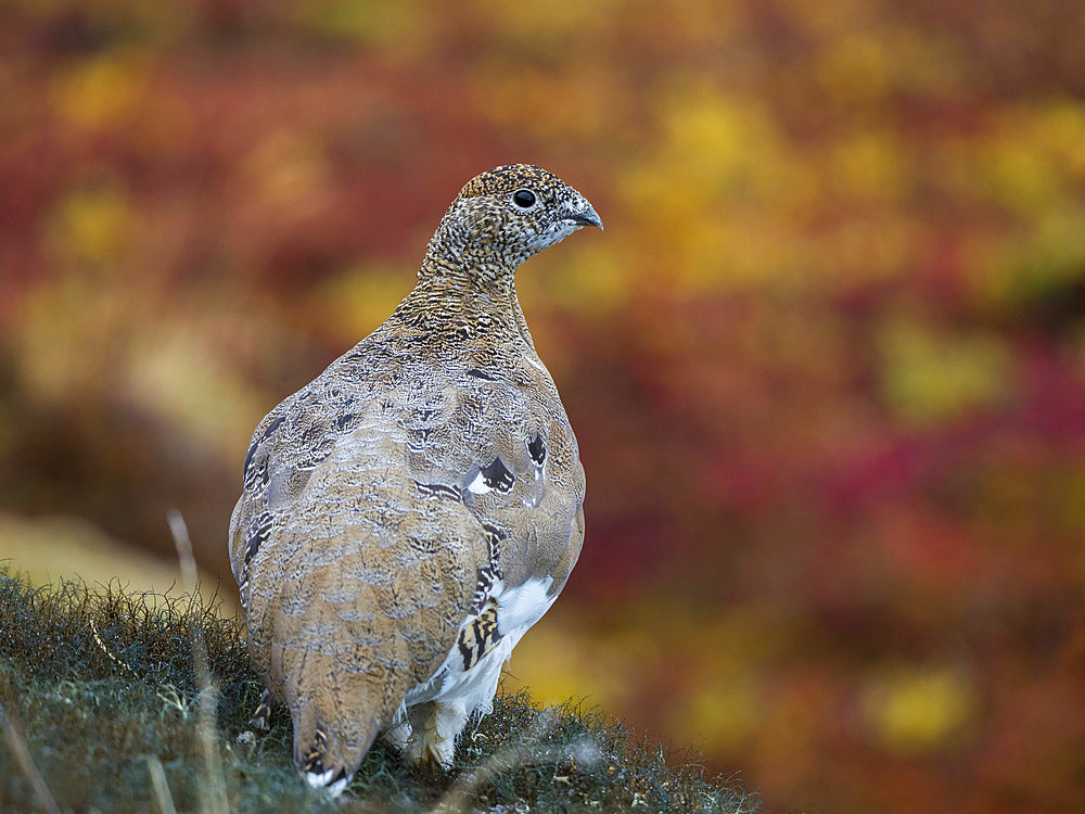 Rock Ptarmigan (Lagopus muta) in autumnal Tundra in the north west of Greenland. America, North America, Greenland, Denmark, August