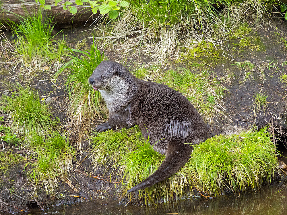 Eurasian Otter (Lutra lutra) during summer. Enclosure in the National Park Bavarian Forest, Europe, Germany, Bavaria