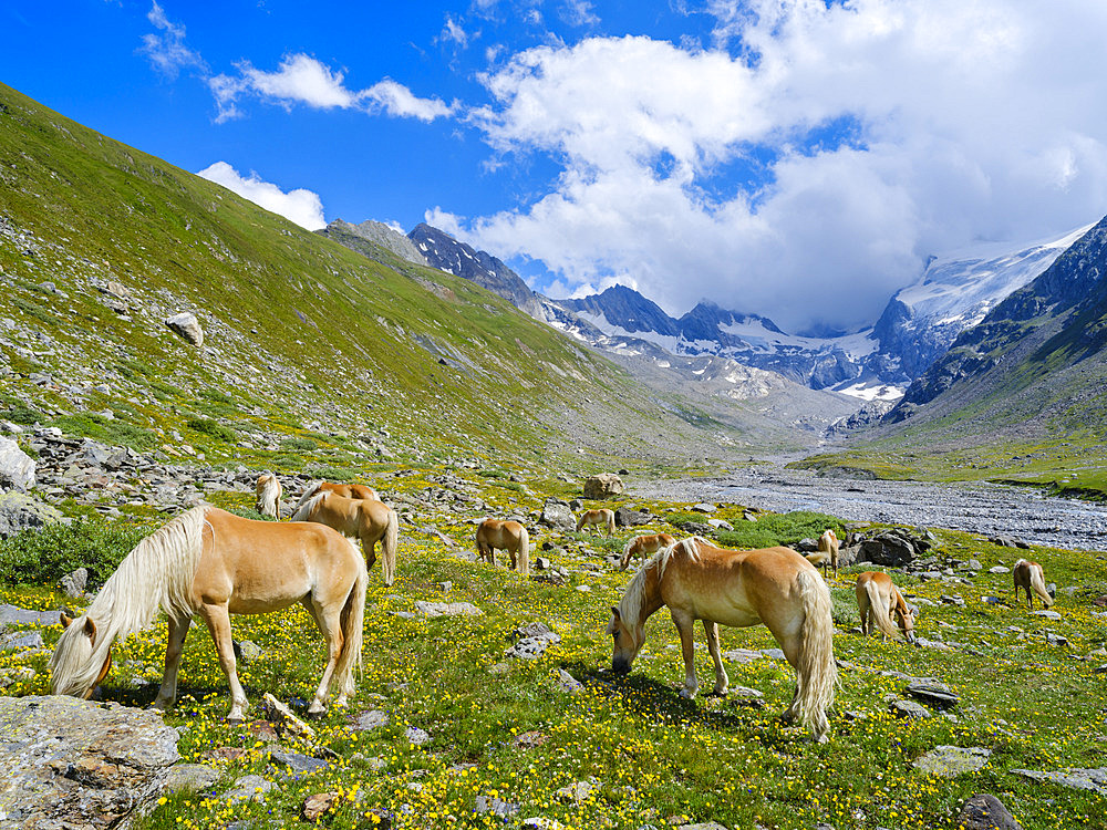 Haflinger Horse on its mountain pasture (Shieling) in the Oetztal Alps (Obergurgl, Rotmoostal). Europe, Austria, Tyrol