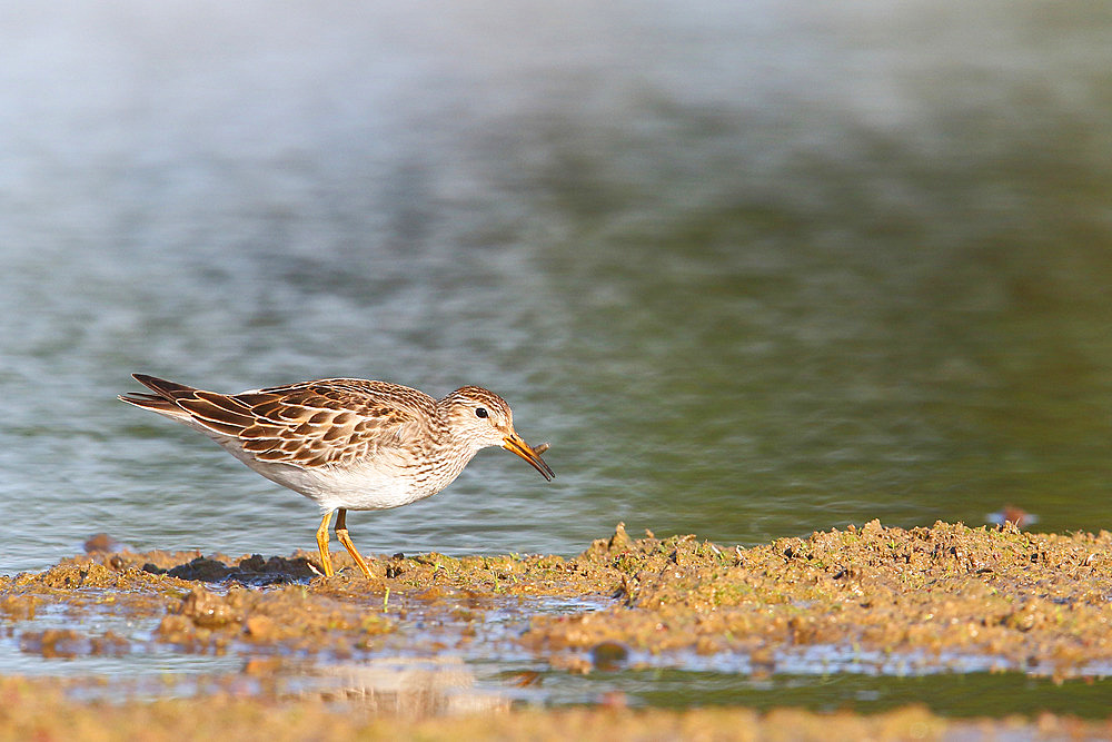 Pectoral Sandpiper (Calidris melanotos)