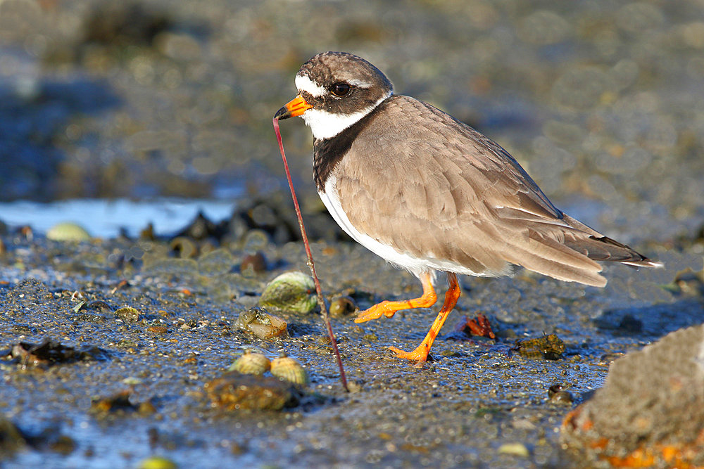 Common Ringed Plover (Charadrius hiaticula) pre-nuptial wintering male digging out an arenicolous worm on the foreshore at low tide, Finistere, Brittany, France