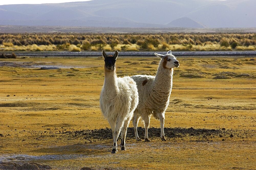 Lamas on the Altiplano in Bolivia