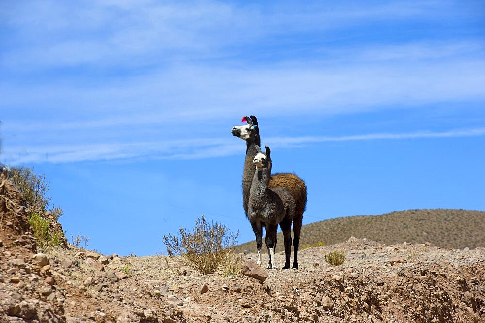 Lamas on the Altiplano in Bolivia