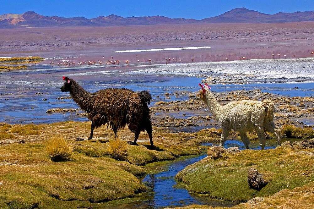 Lamas on the Altiplano in Bolivia