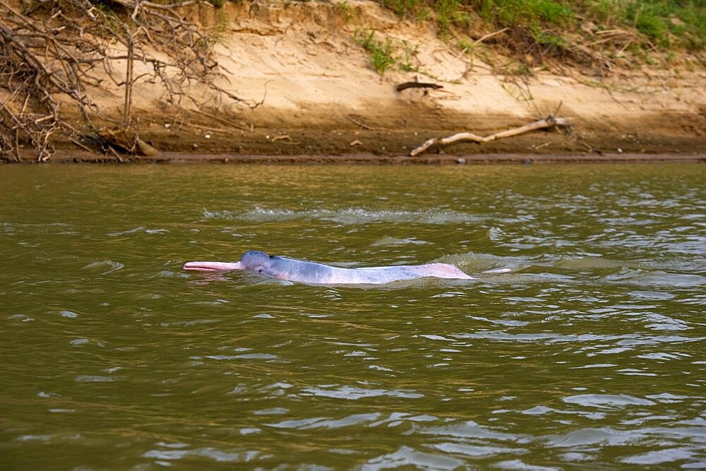 Bolivian pink river Dolphin (Inia boliviensis) Rio Yapacani Bolivia