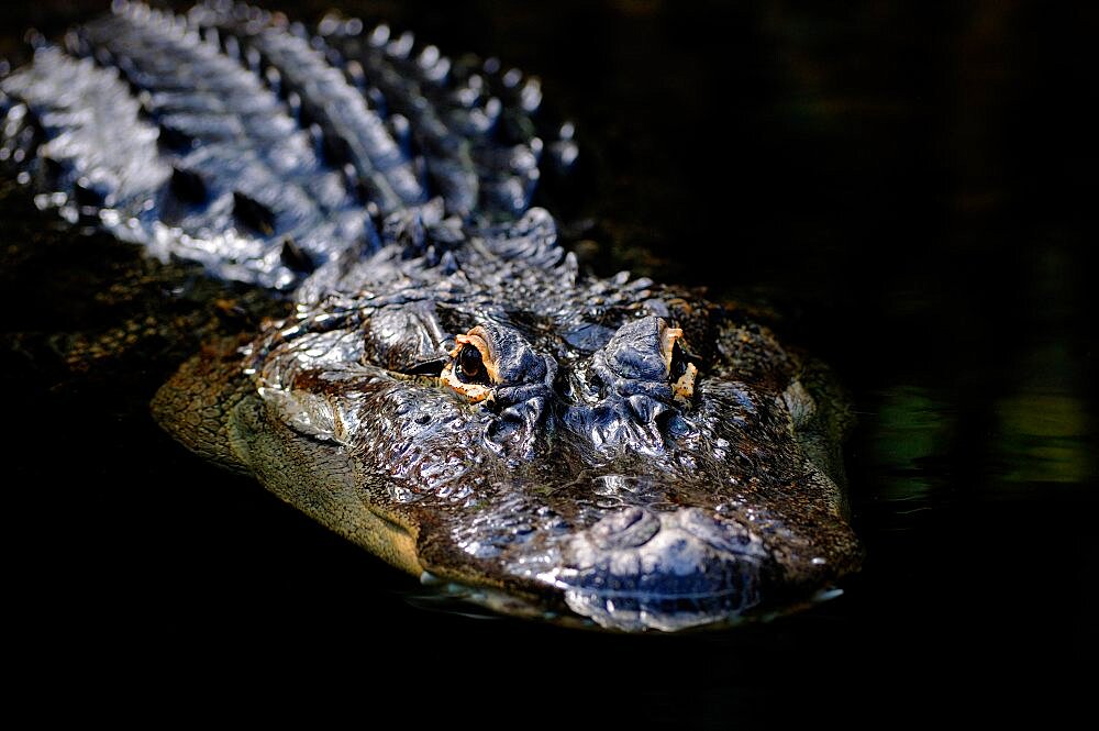 Portrait of American Alligator in the water South-East USA 