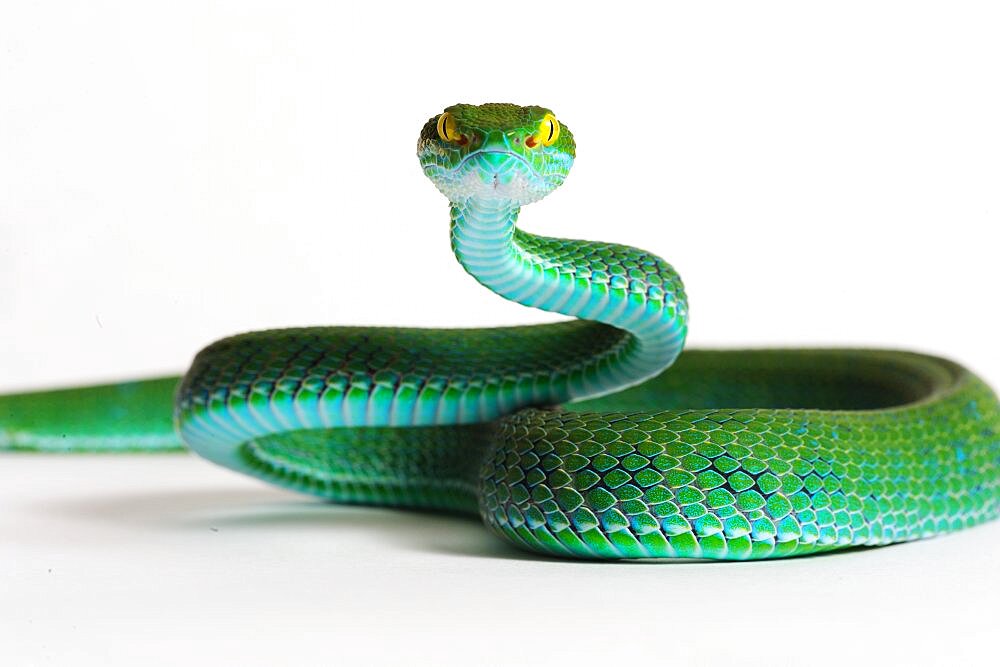 Kramer's pit Viper in studio ; From south-east Asia