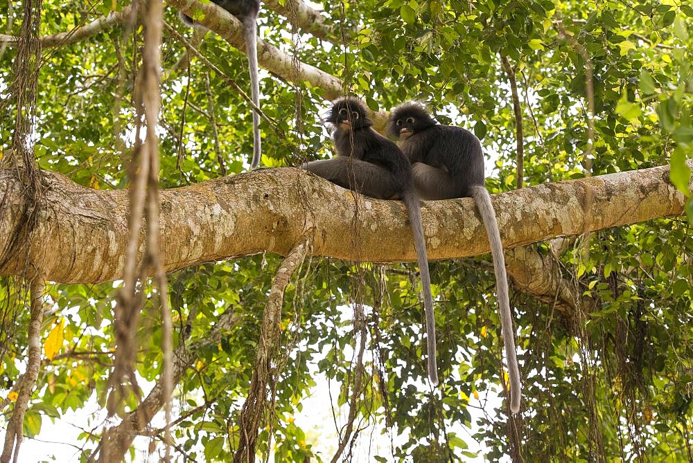 Spectacled langur (Trachypithecus obscurus) Thailand