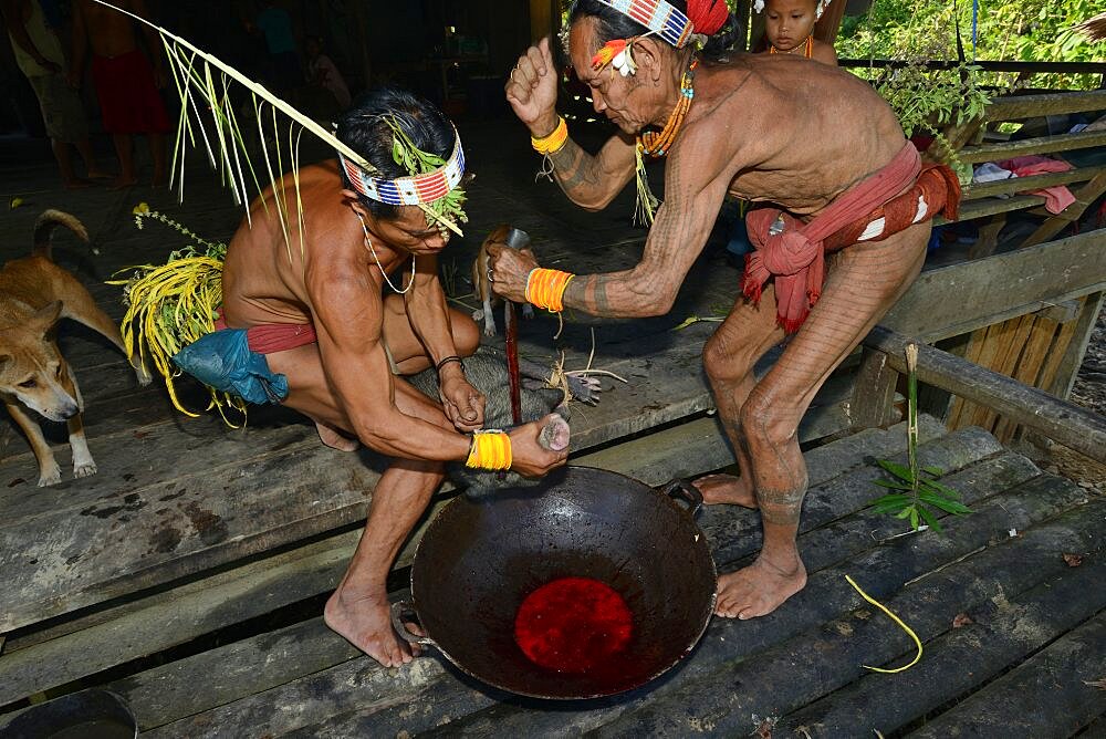 A pig is bled. Mentawai. Siberut, Indonesia