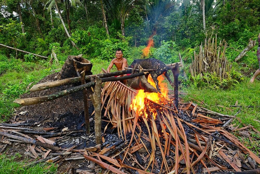 Singeing of a pig Mentawai, Siberut, Indonesia