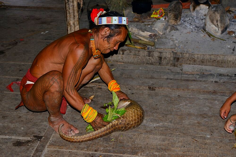 Preparation of a pangolin for cook her, Siberut, Indonesia