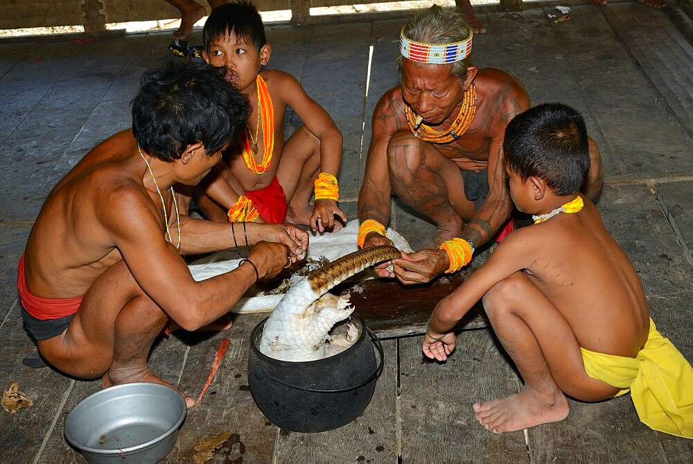 Preparation of a pangolin for cook her, Siberut, Indonesia