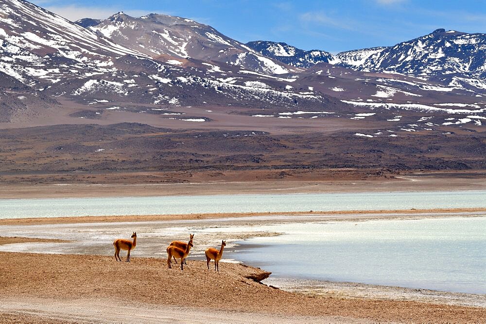 Vicugna or Vicuea (Vicugna vicugna), Laguna bianca, Andes, Bolivia