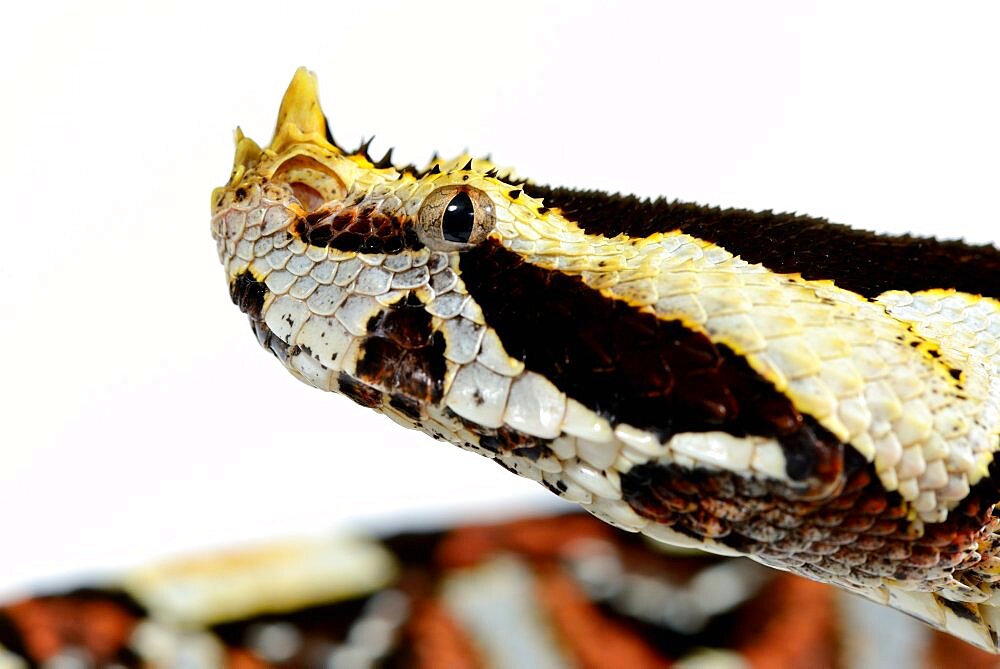 Natural hybrid between West African Gaboon viper and Rhinoceros viper Bitis (gabonica) rhinoceros X Bitis nasicornis Togo. Captivity