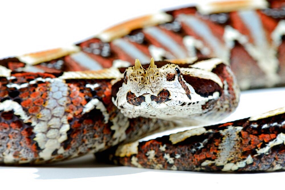 Natural hybrid between West African Gaboon viper and Rhinoceros viper Bitis (gabonica) rhinoceros X Bitis nasicornis Togo. Captivity