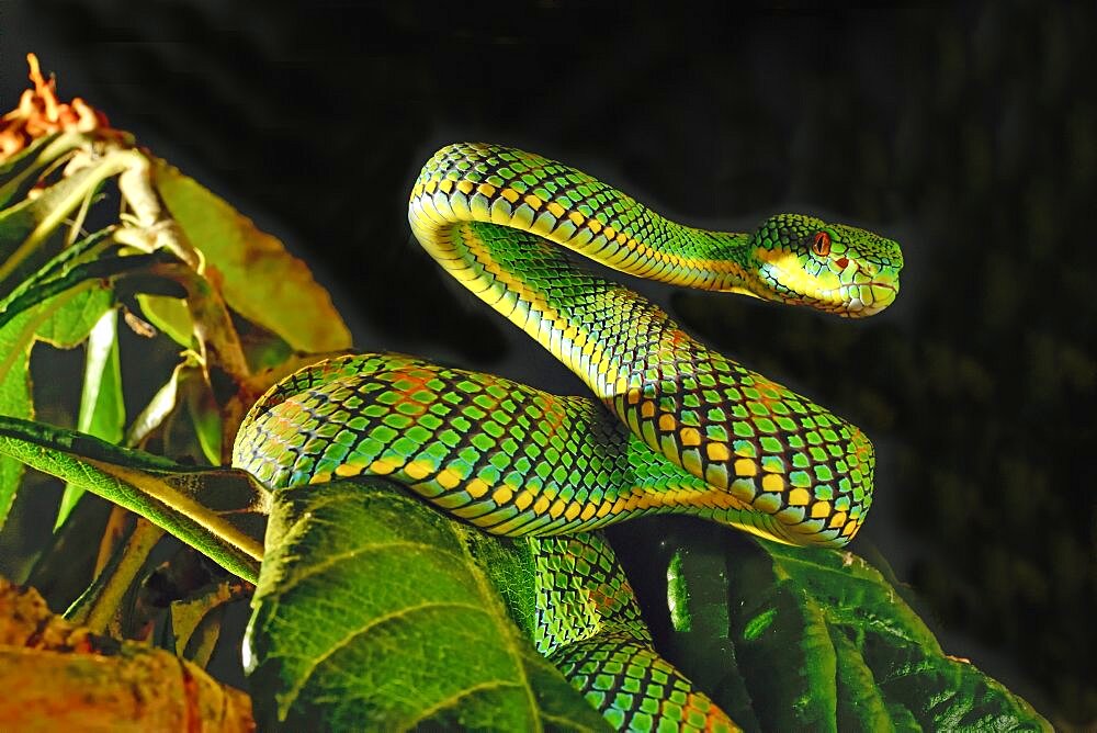 Schultze's Pit Viper (Trimeresurus schultzei) Palawan Captivity