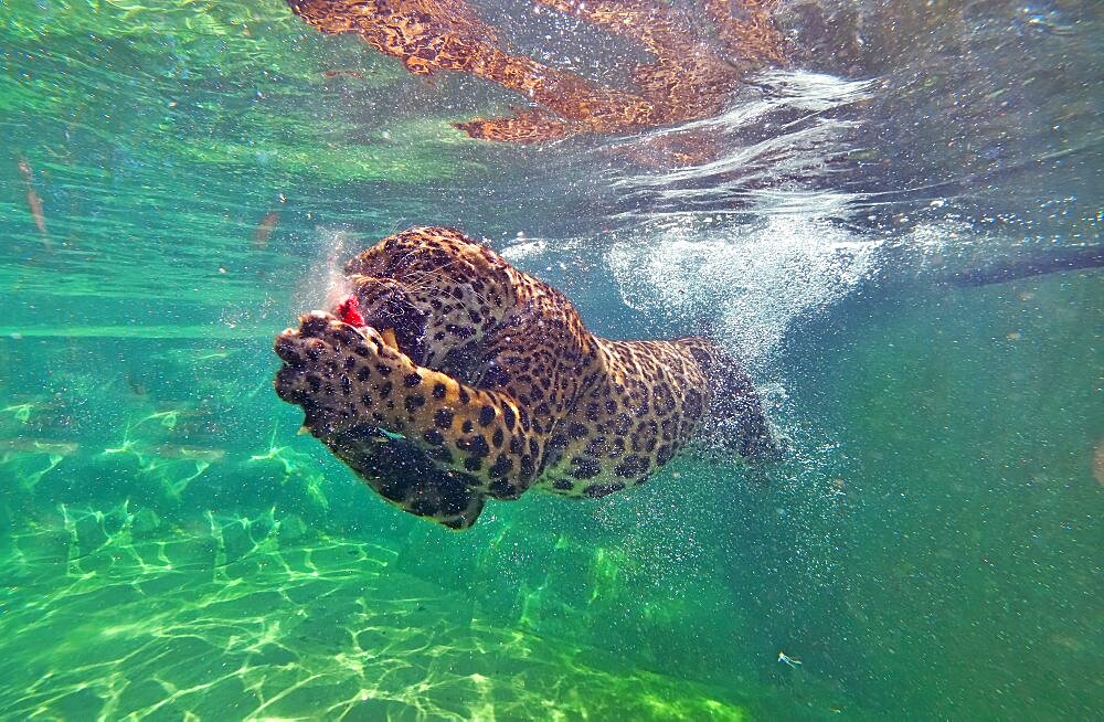 Jaguar (Panthera onca) swimming underwater,C. and S. America, Captivity