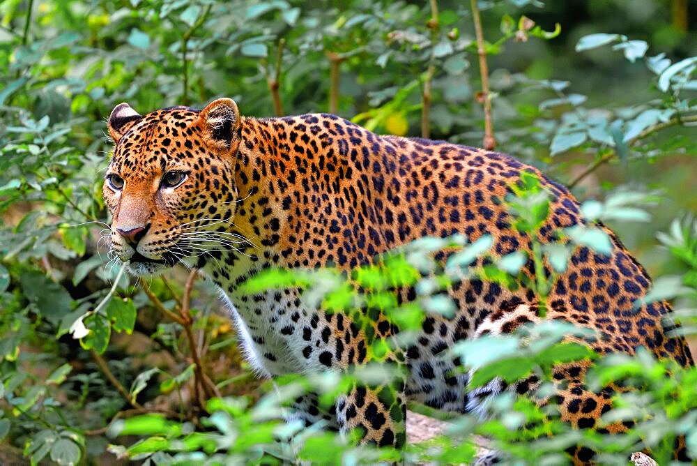 Javan leopard ( Panthera pardus melas) Java. Endemic Critically endangerd (less than 250 mature individuals)