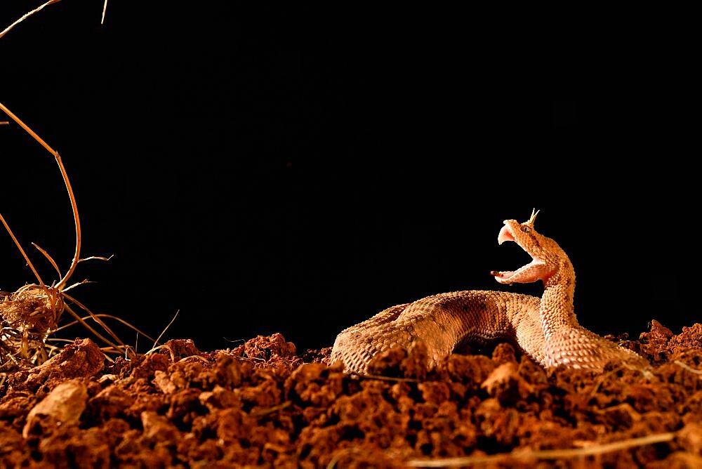 Horned desert viper (Cerastes cerastes) biting, from Mauritania to Arabian peninsula