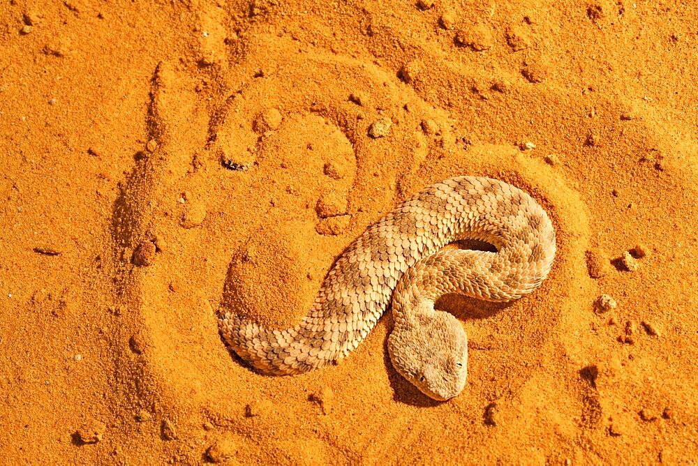 Sahara sand viper (Cerastes vipera) sinking into the sand, From Mauritania to Egypt. Captivity