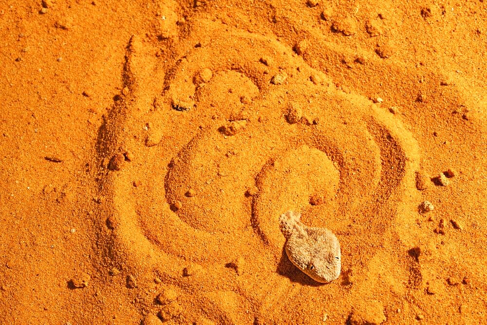 Sahara sand viper (Cerastes vipera) sinking into the sand, From Mauritania to Egypt. Captivity