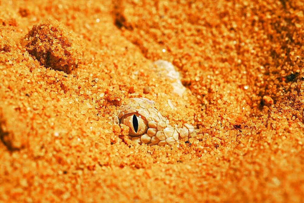 Sahara sand viper (Cerastes vipera) in the sand, From Mauritania to Egypt. Captivity