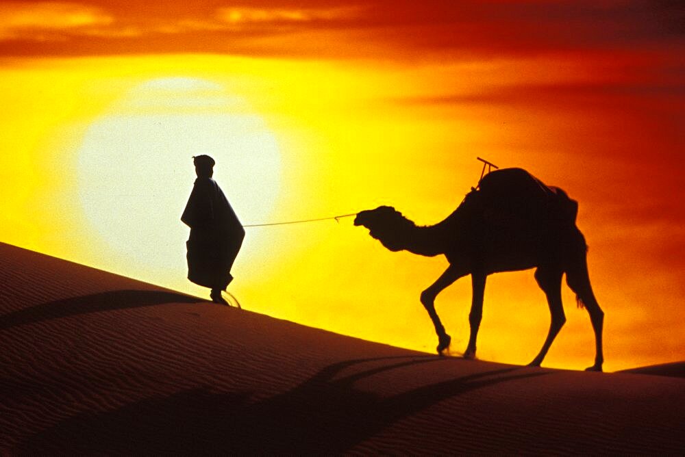 Bedouin and camel (Camelus dromedarius) in the desert, Sahara, Morocco