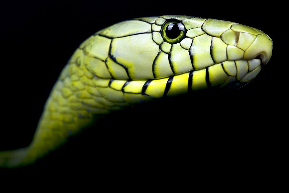 Portrait of Western green mamba (Dendroaspis viridis) on black background