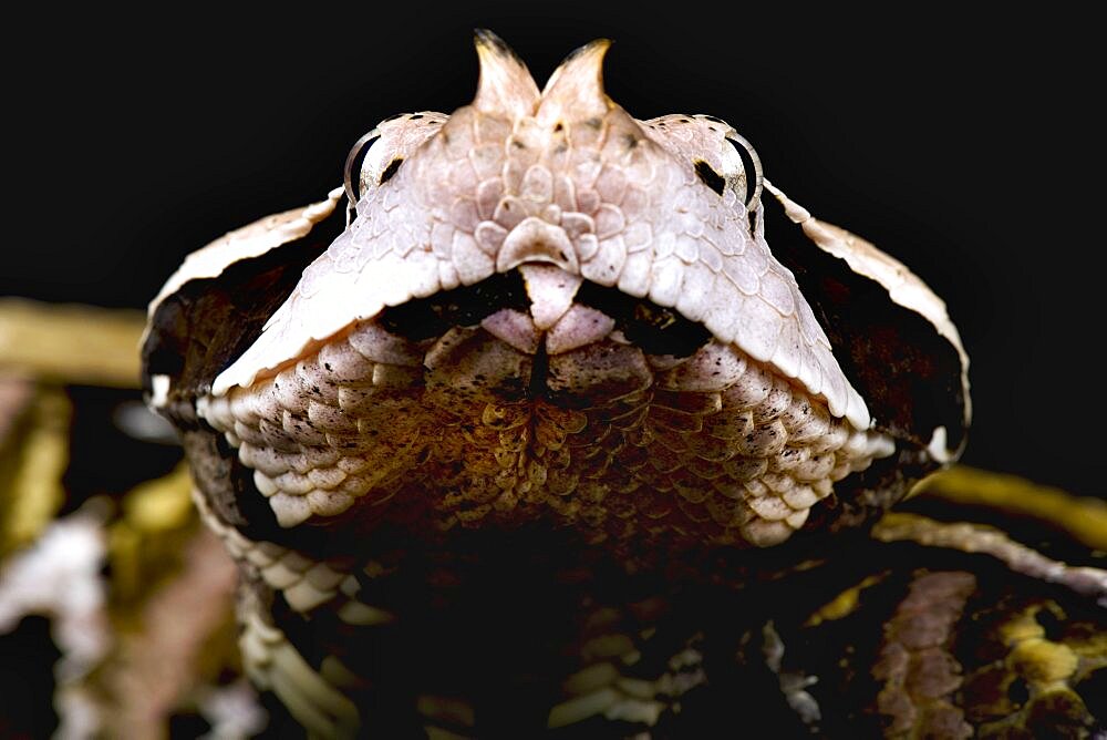 Portrait of West African Gaboon viper (Bitis rhinoceros)