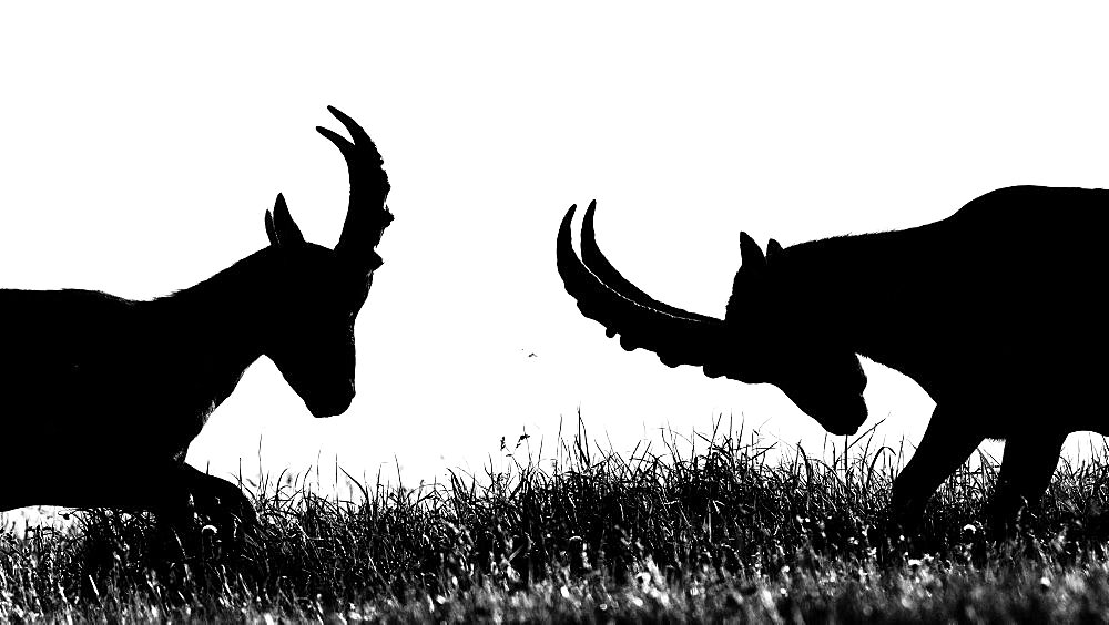 Two young ibex (Capra ibex) fighting in the grass up on the mountain, Slovakia