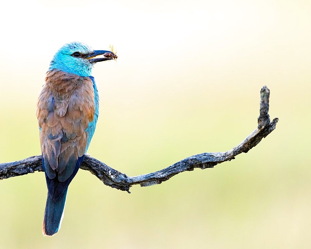 European Roller (Coracias garrulus) caught a bug at sunrise, Slovakia