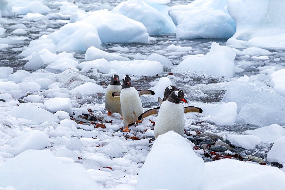 Group of Gentoo penguin (Pygoscelis papua). walking in between ice at Cuverville Island, Antarctic Peninsula, Antarctica