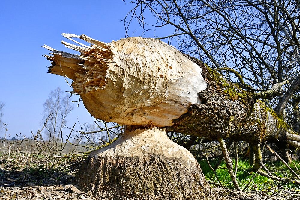 Tree eaten by a European beaver (Castor fiber), Basse vallee de l'Allan, Brognard, Doubs, France