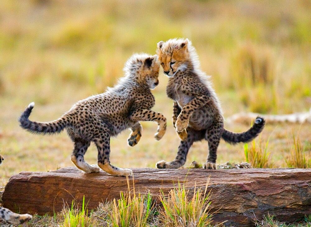 Cheetah (Acinonyx jubatus) cubs are playing with each other in the savannah. Kenya. Tanzania. Africa. National Park. Serengeti. Maasai Mara.