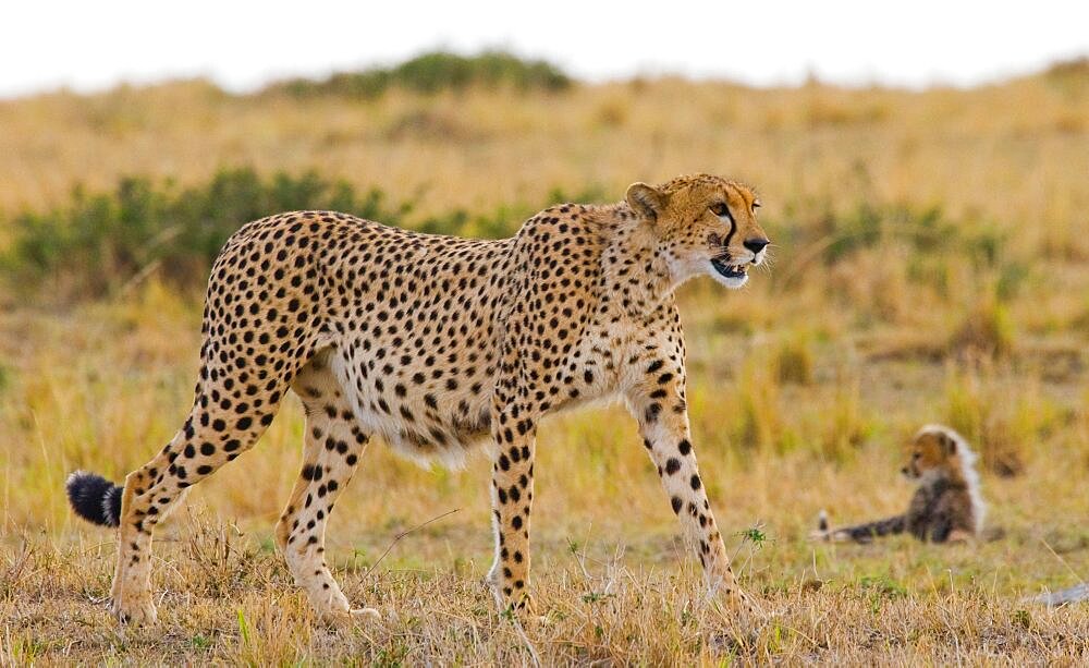 Mother cheetah (Acinonyx jubatus) and her cub in the savannah. Kenya. Tanzania. Africa. National Park. Serengeti. Maasai Mara.