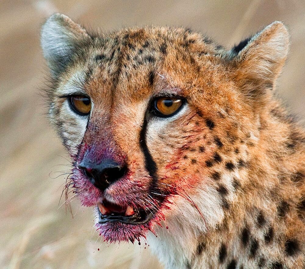 Portrait of a cheetah (Acinonyx jubatus). Close-up. Kenya. Tanzania. Africa. National Park. Serengeti. Maasai Mara.