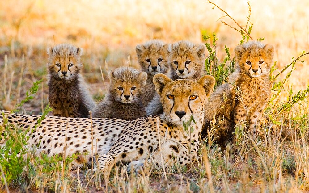 Mother cheetah (Acinonyx jubatus) and her cubs in the savannah. Kenya. Tanzania. Africa. National Park. Serengeti. Maasai Mara.