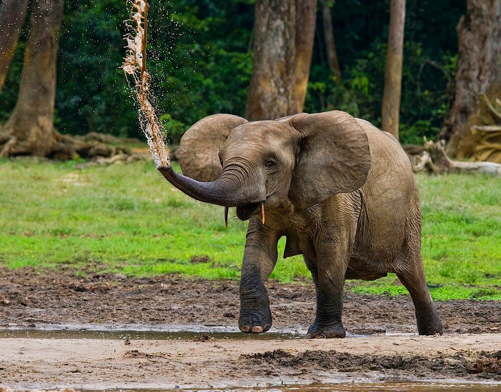 African forest elephant (Loxodonta cyclotis) is splashing water. Republic of Congo. Dzanga-Sangha Special Reserve. Central African Republic.