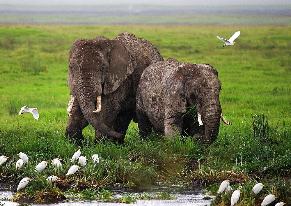 Two elephants (Loxodonta africana) in Savannah. Africa. Kenya. Tanzania. Serengeti. Maasai Mara.