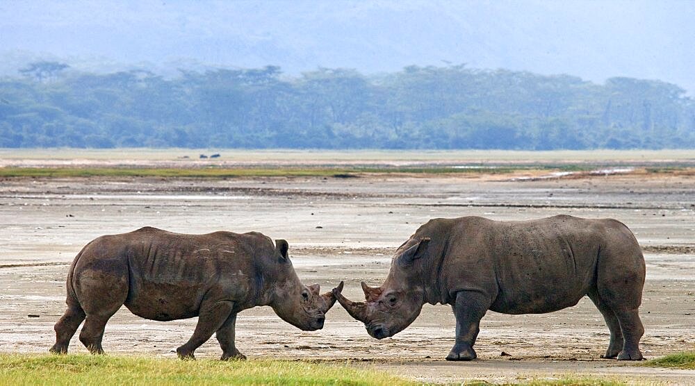 Two White rhinoceros (Ceratotherium simum) are fighting with each other. Kenya. Nakuru National Park. Africa.