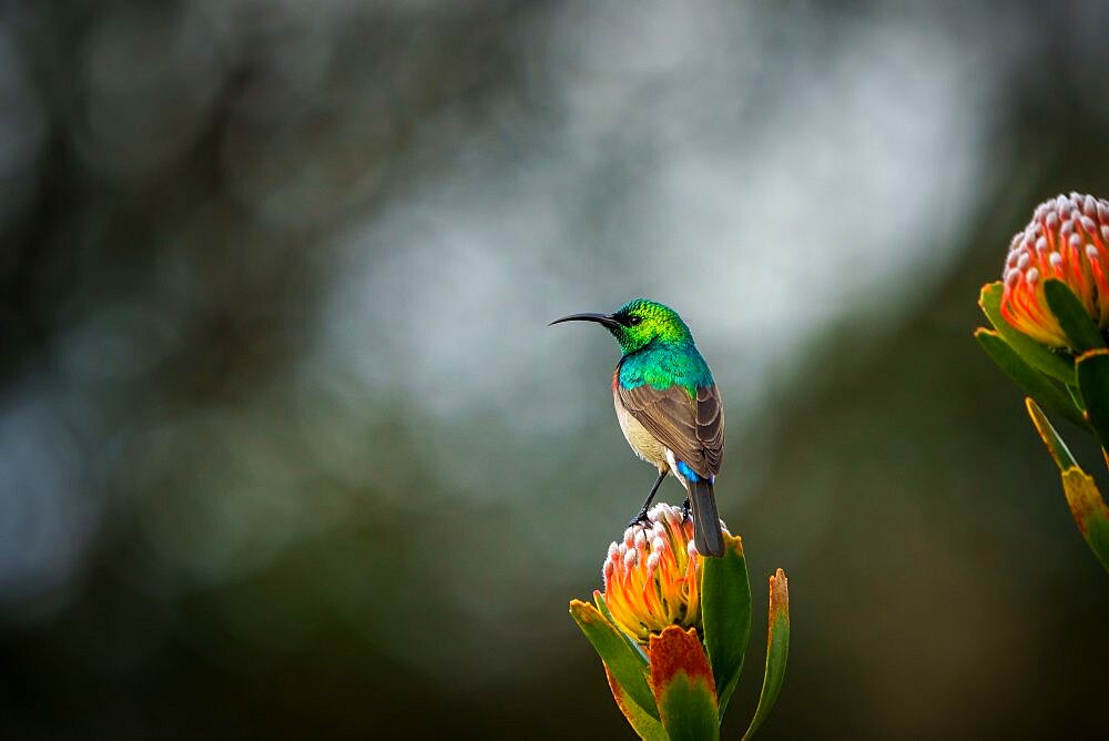 Southern double-collared sunbird or lesser double-collared sunbird (Cinnyris chalybeus) perched on a pincusion flower. Cape Town, Western Cape. South Africa