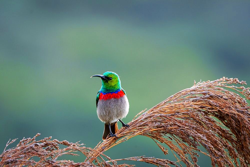 Southern double-collared sunbird or lesser double-collared sunbird (Cinnyris chalybeus). Cape Town, Western Cape. South Africa